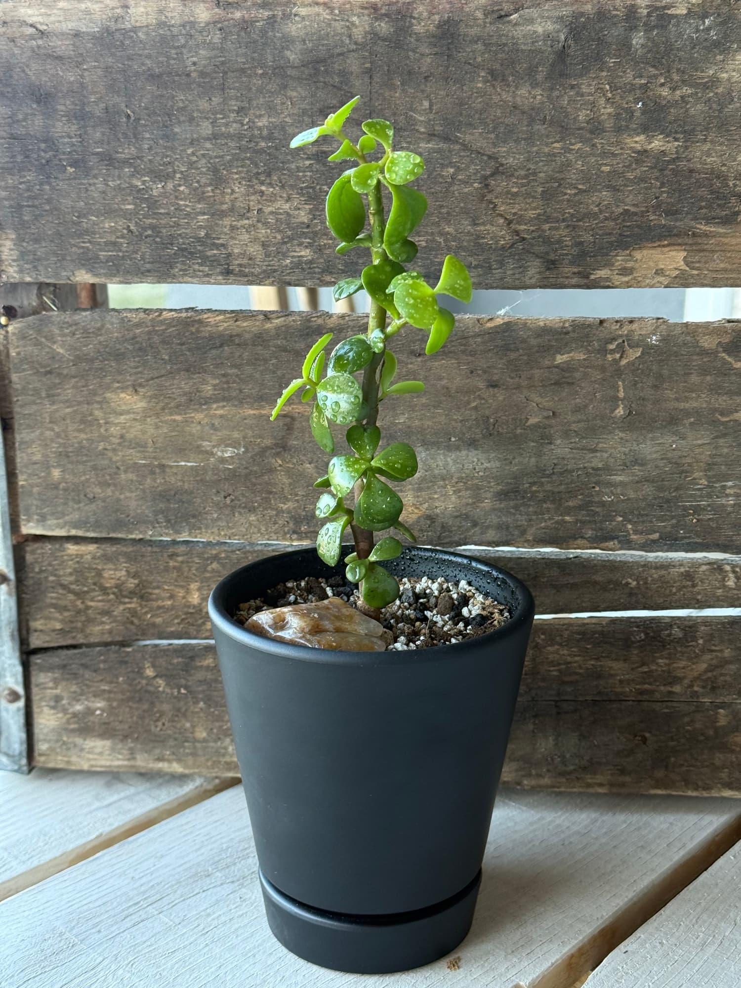 Upright dwarf jade bonsai with variegated leaves and a stone in a matte black pot with saucer