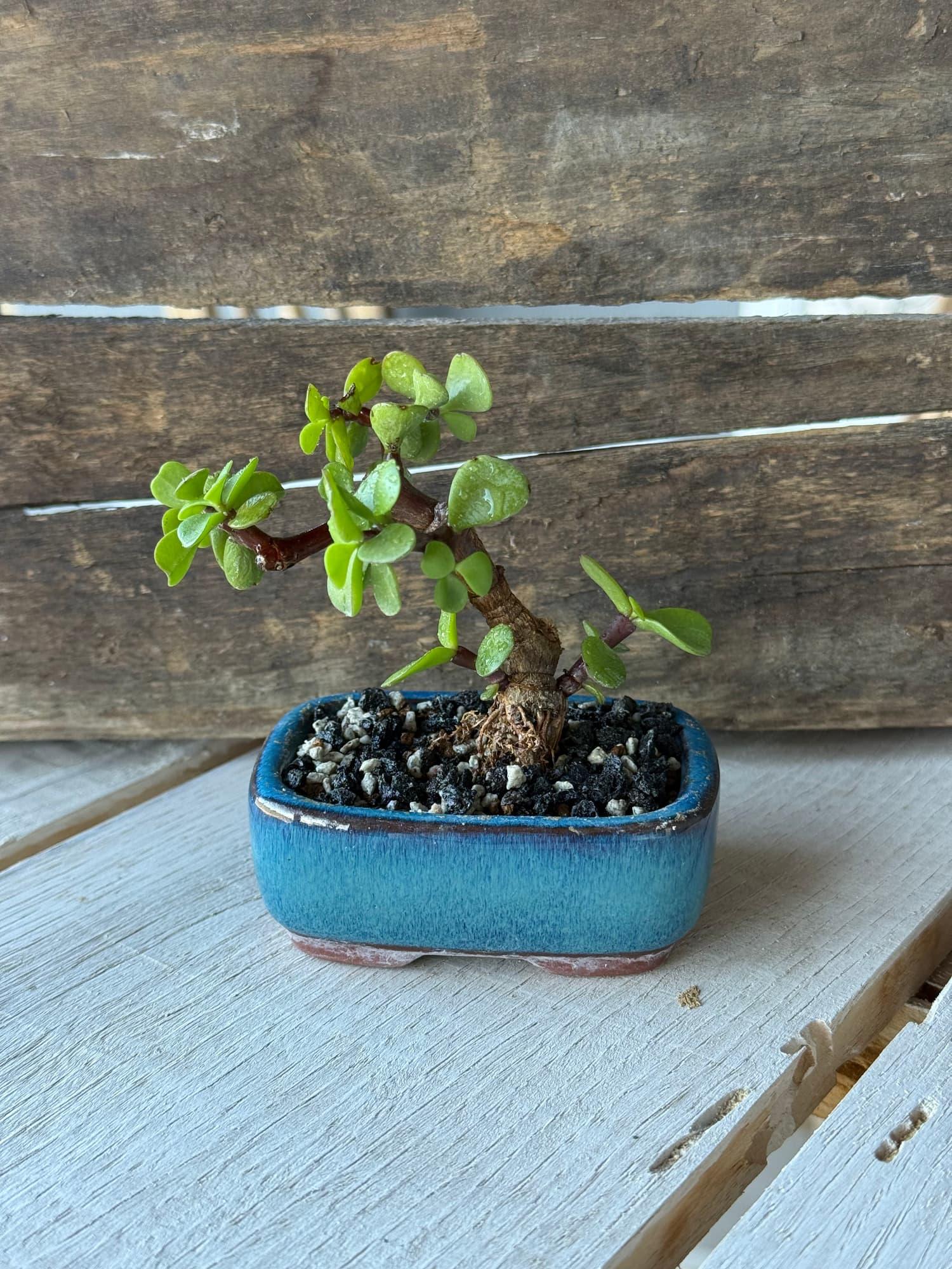Small dwarf jade bonsai with a swollen trunk and bent branches in a low blue glazed pot