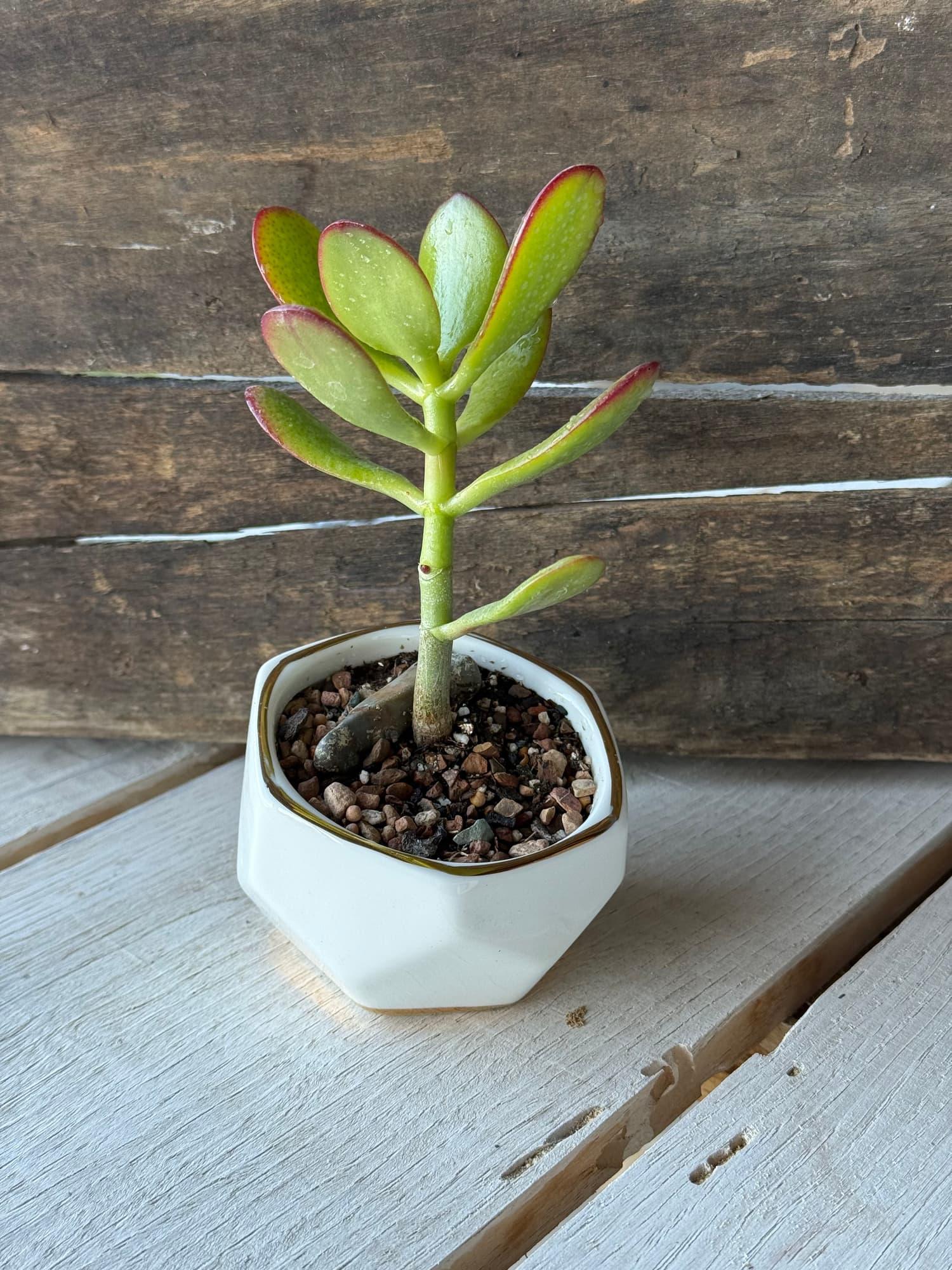 Dwarf jade with broad red-edged leaves in a white hexagonal pot with a gold rim and gravel