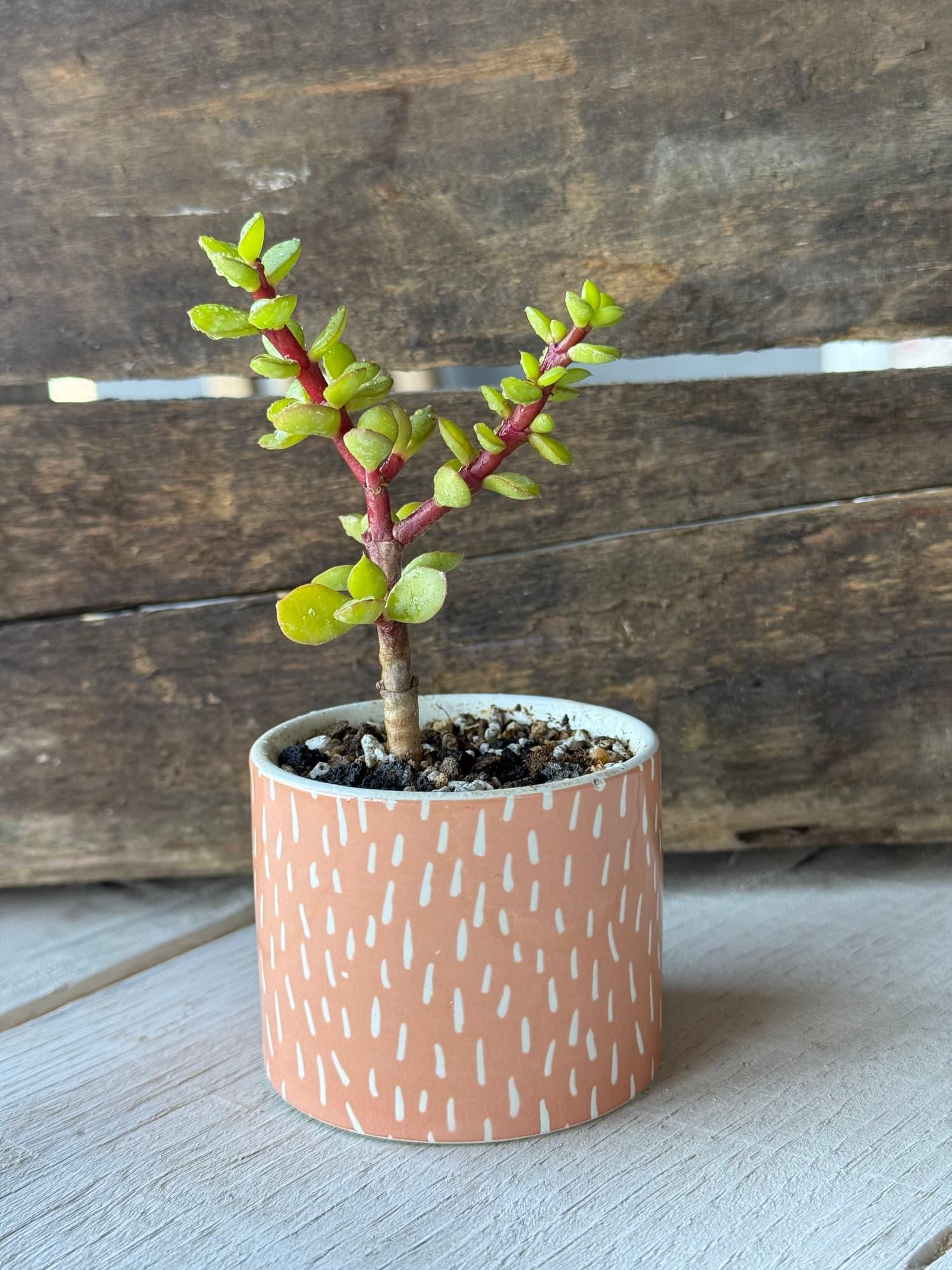 Young dwarf jade bonsai with red stems and bright leaves in a coral pot with white dashes