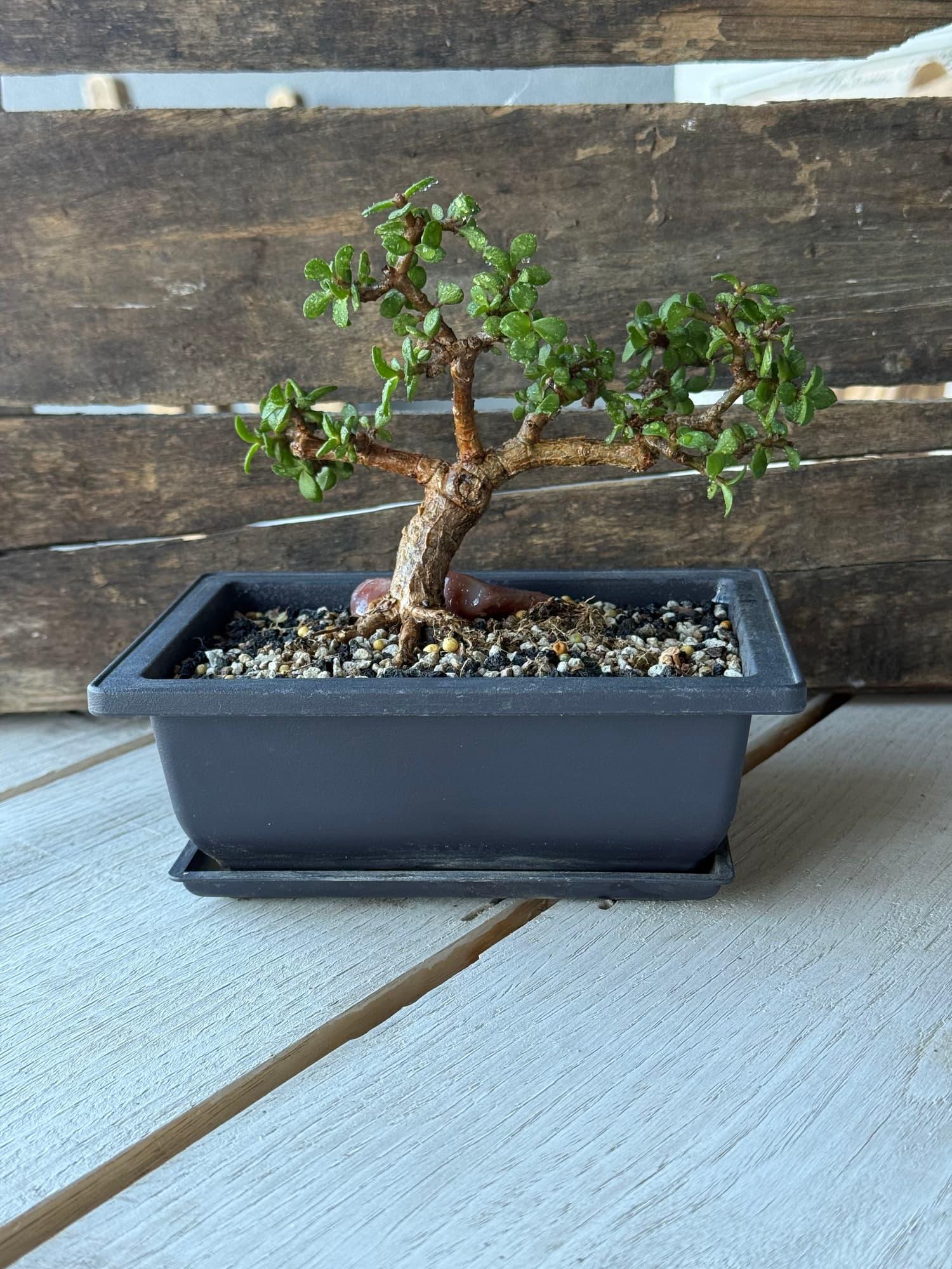 Dwarf jade bonsai with a thick, gnarled trunk and wide layered branches in a dark rectangular tray