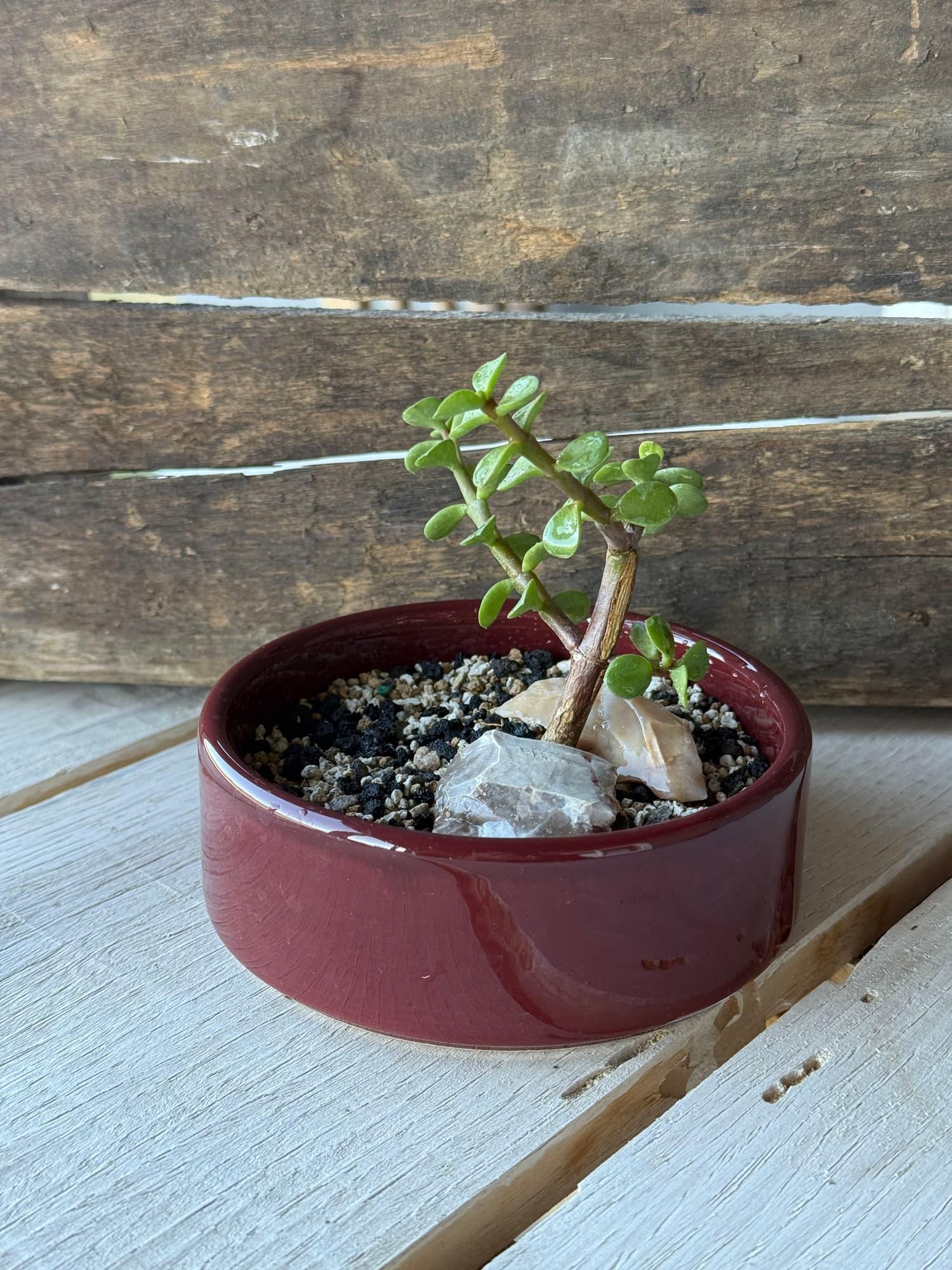 Small dwarf jade bonsai leaning over pale quartz in a shallow glossy maroon bowl