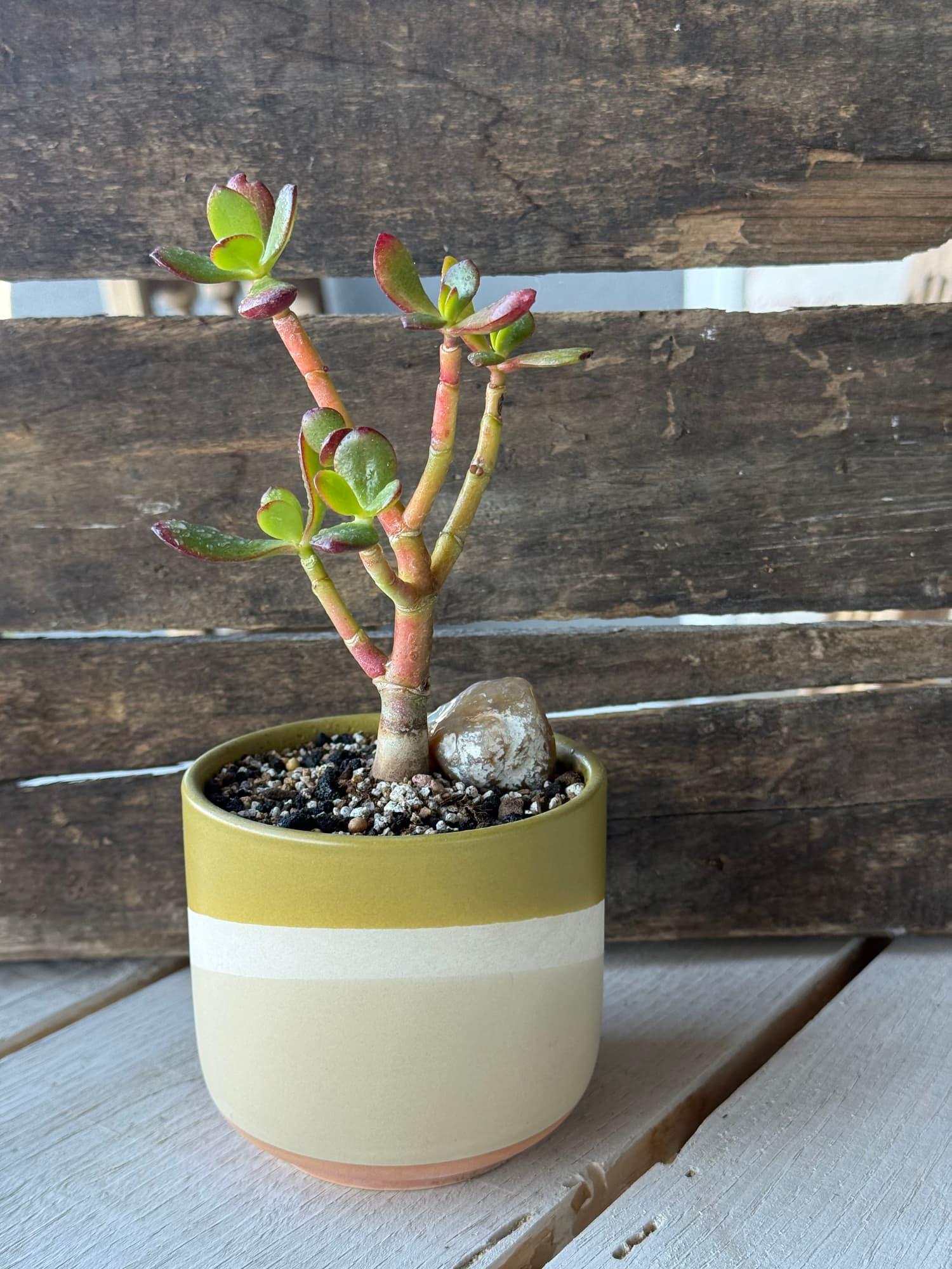 Branching dwarf jade bonsai with coral-pink stems and a small stone in an ochre and cream pot