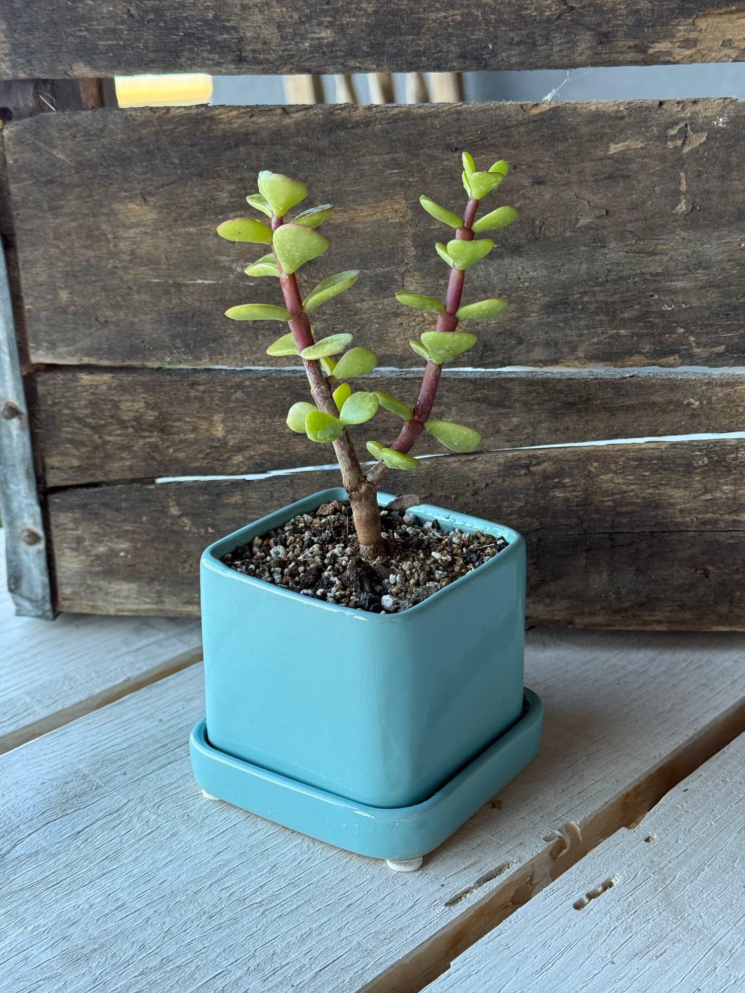 Y-shaped dwarf jade bonsai with two upright branches in a teal square pot with saucer