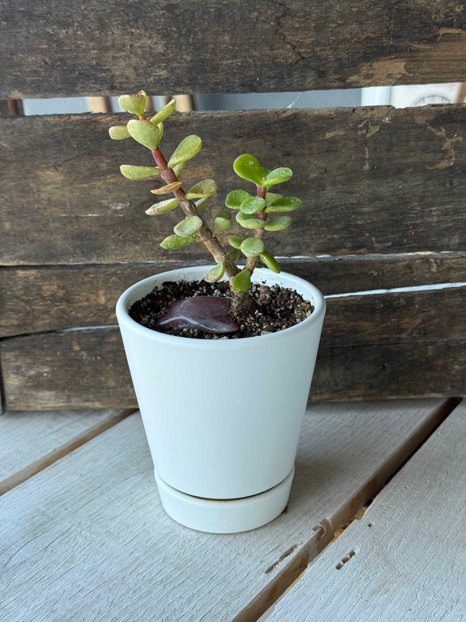 Young dwarf jade bonsai with a purple stone at its base in a white tapered pot