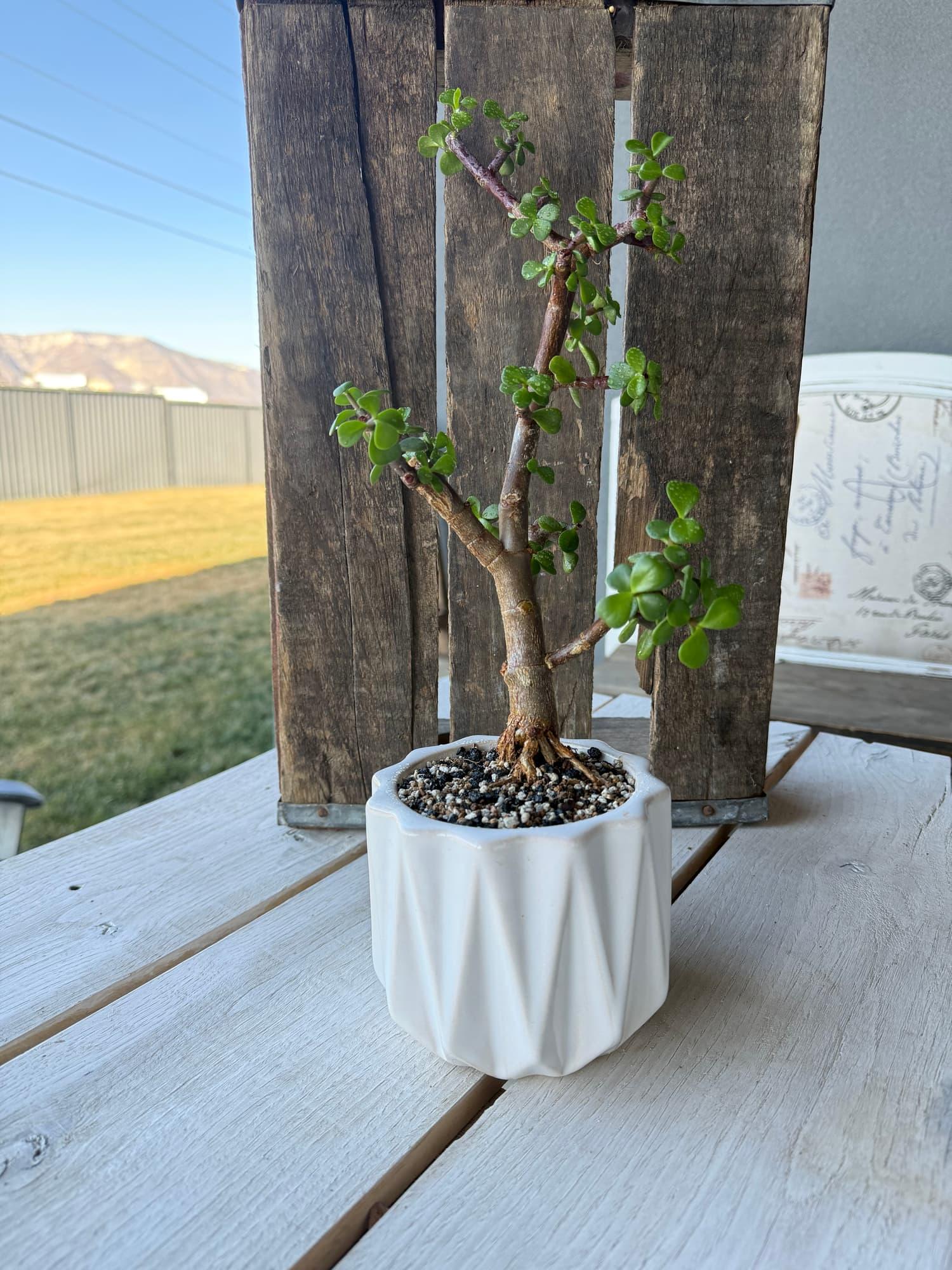 Dwarf jade bonsai with a sweeping, thick trunk and exposed roots in a white origami-style pot