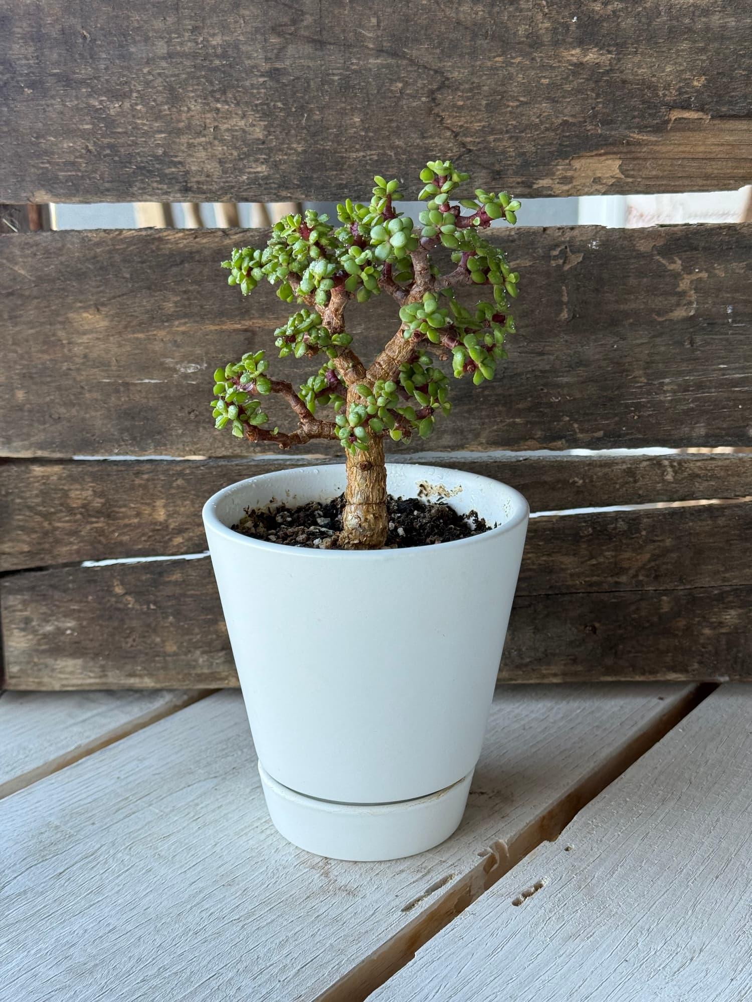 Dwarf jade bonsai with a dense canopy of tiny leaves in a tapered white pot with saucer