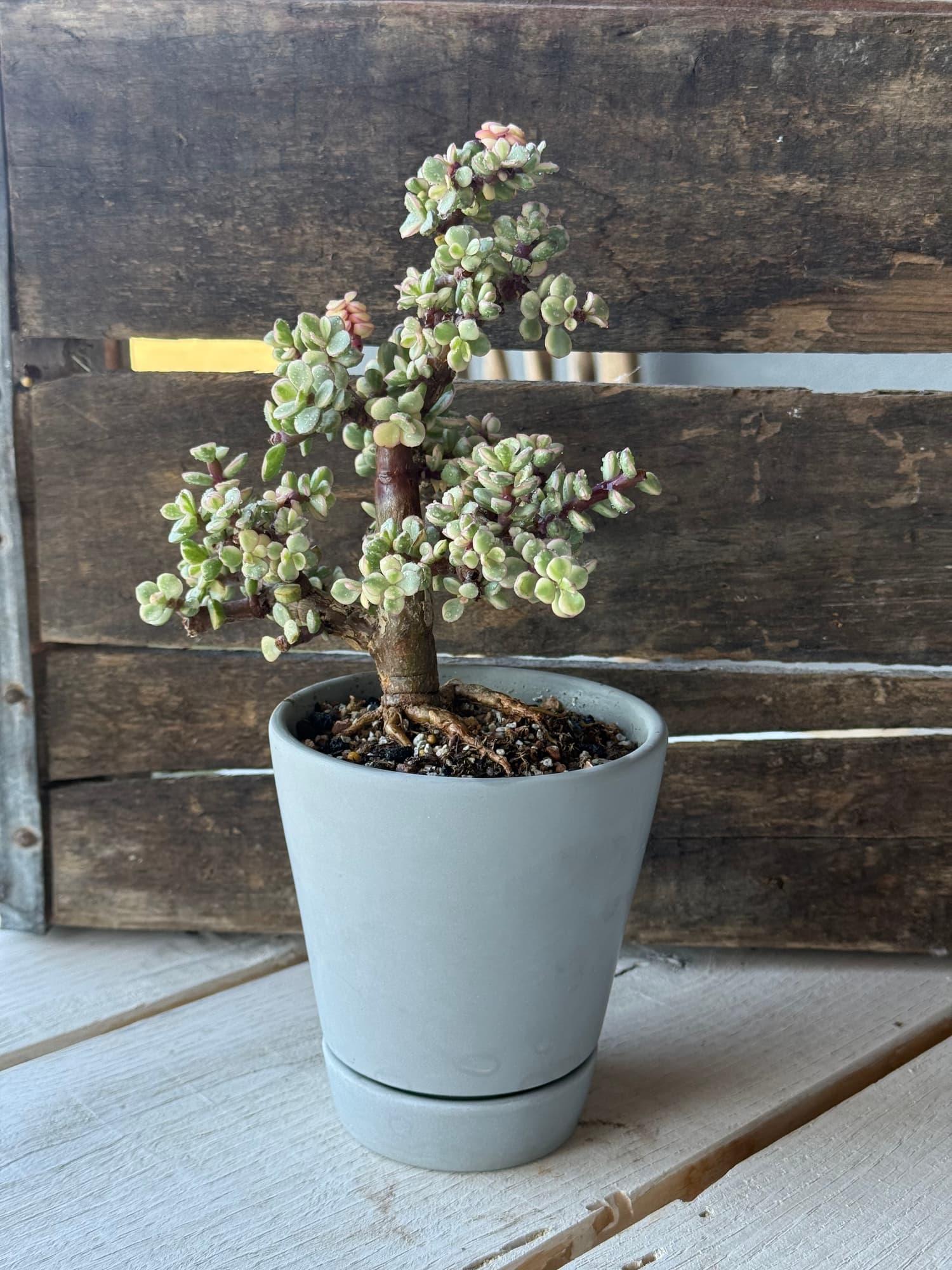 Variegated dwarf jade bonsai with cream and green leaves and pink tips in a pale grey pot
