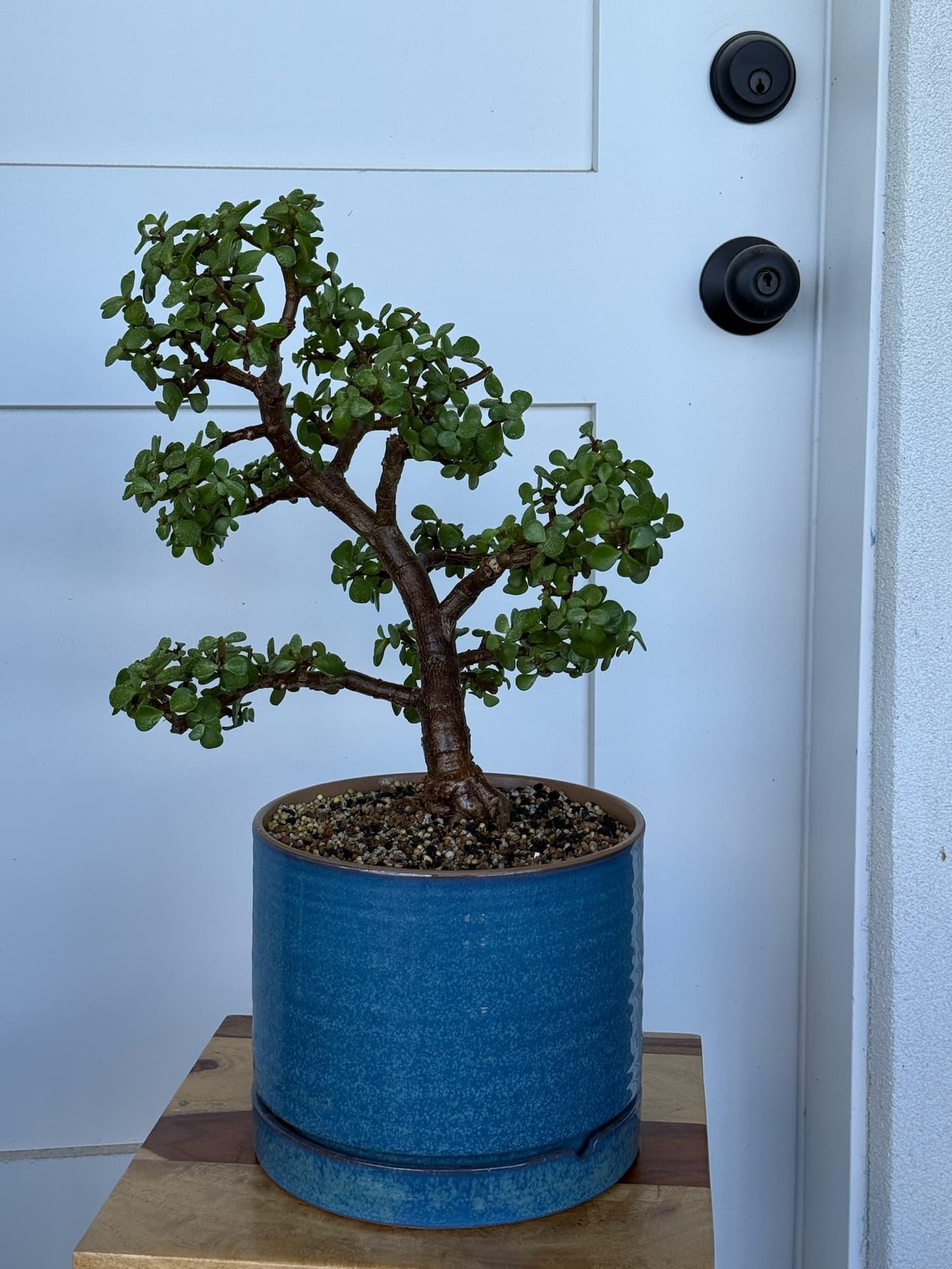 Cheesecake, our oldest dwarf jade bonsai, with a thick curving trunk and layered canopy in a blue glazed pot