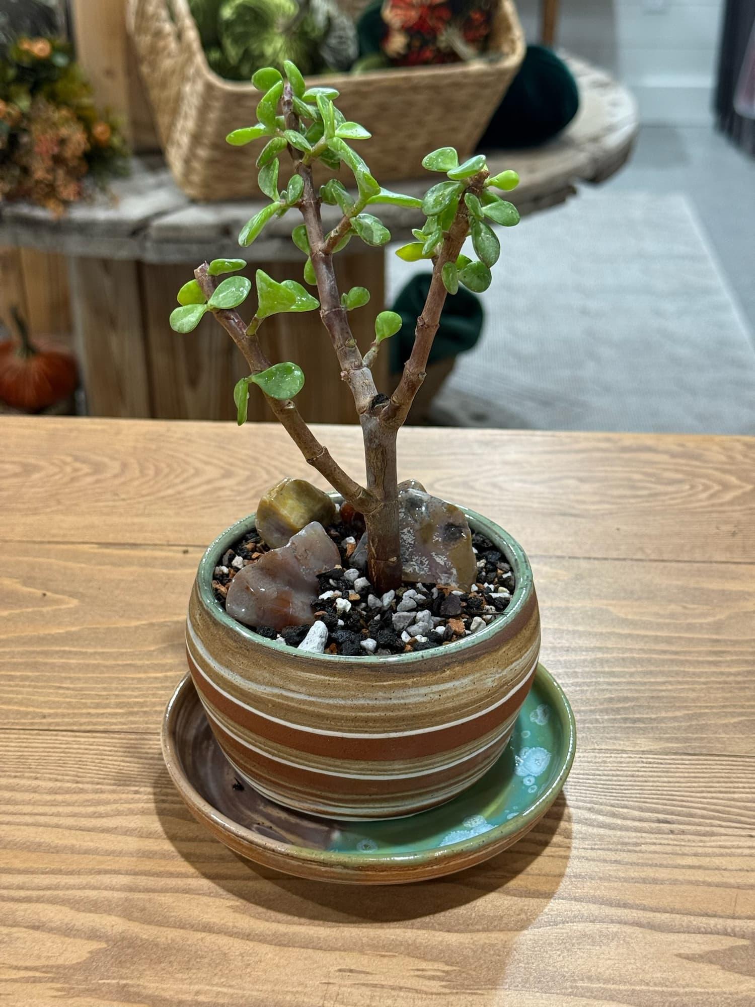 A sample workshop dwarf jade bonsai with agate stones in a striped handmade pot and green-glazed saucer on a wooden table