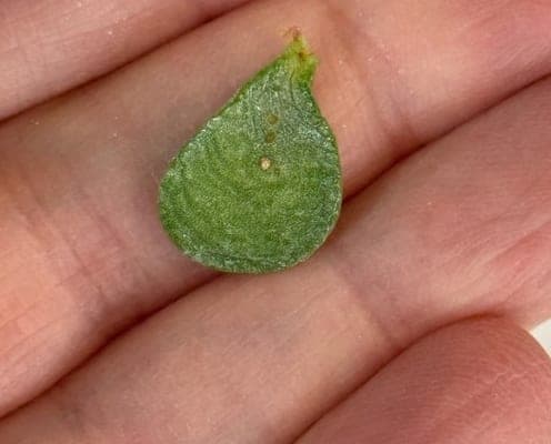 A limp, wrinkled dwarf jade leaf resting on an open palm