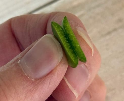 Fingers holding a dwarf jade leaf snapped in half, firm and bright green inside